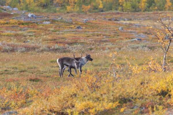 Reindeer herd at Abisko National Park in the colourful autumn of Lapland below Lapporten,