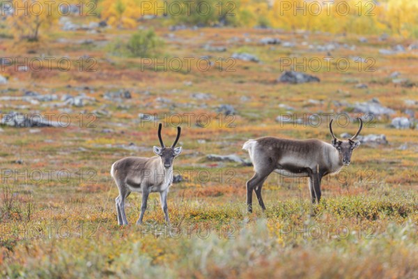 Reindeer herd at Abisko National Park in the colourful autumn of Lapland below Lapporten,