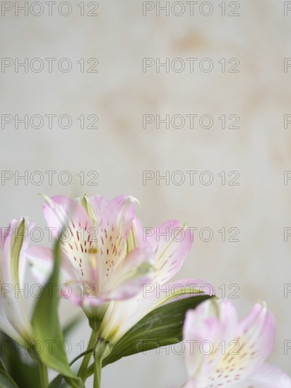Pink and white alstroemeria flowers create a delicate and elegant floral display