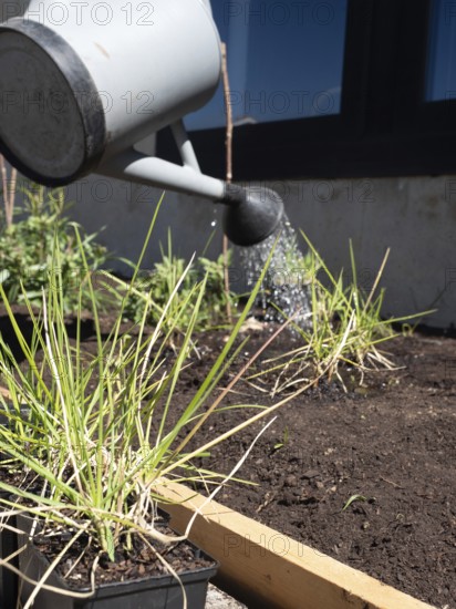 Person watering seedlings in an urban garden setting, promoting sustainable living and homegrown