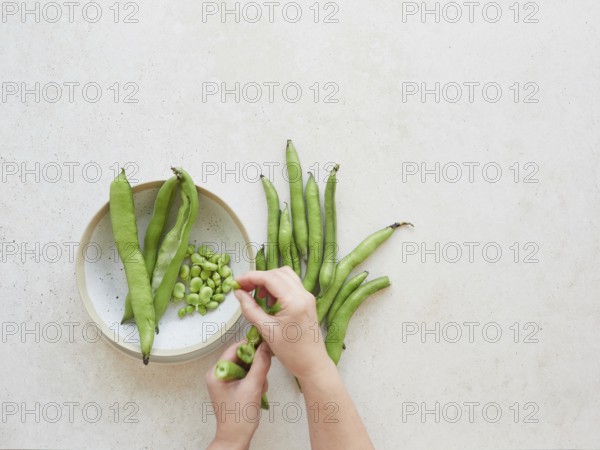 Hands shelling fresh broad beans, also known as fava beans, on a kitchen counter, ready for a