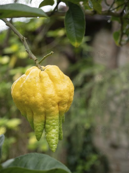 Close-up of a ripe buddha's hand citron fruit hanging from a branch, showcasing its unique