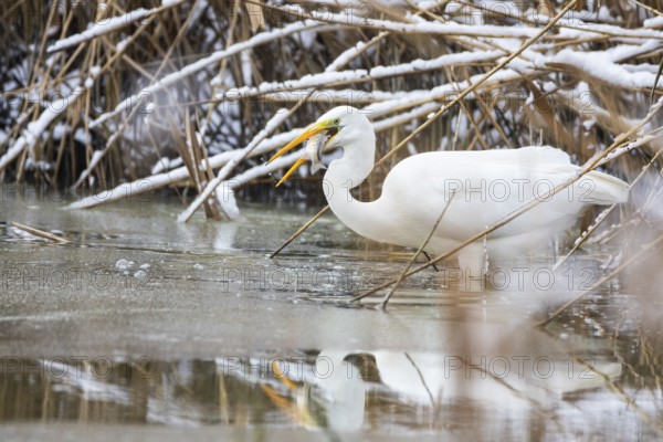 Great White Egret (Egretta alba) Germany