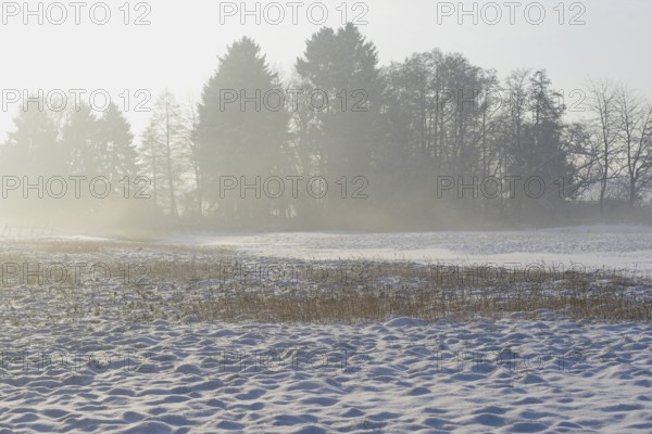 Winterlandschaft, aufsteigender Bodennebel im Licht der Morgensonne, Nordrhein-Westfalen,
