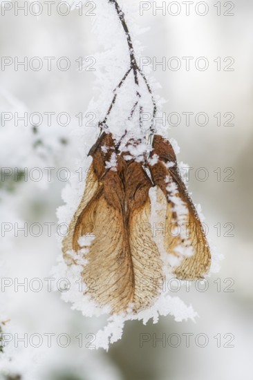 Ice crystals from roarfrost on Amur maple (Acer tataricum subsp. ginnala) seeds at sunshine in