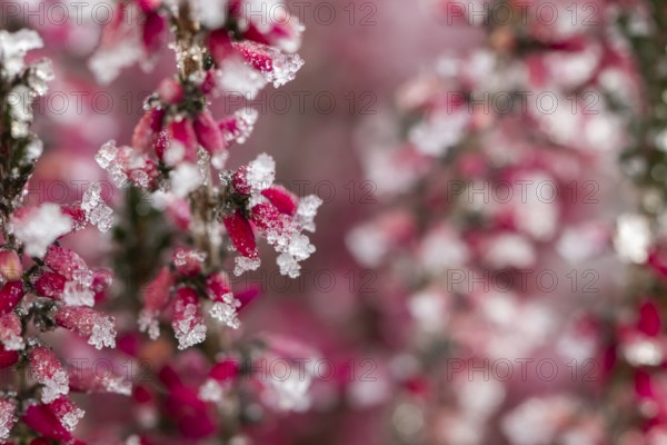 Ice crystals from roarfrost on a winter-flowering heather (Erica carnea) branch at sunshine in