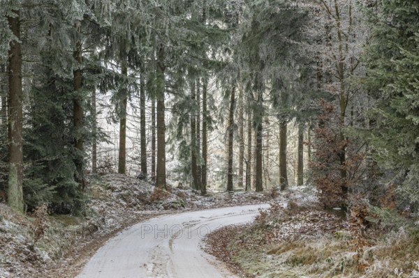 Forest road going through a mixed forest white from roarfrost on a sunny day in winter, Bavaria,