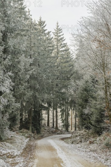 Forest road going through a mixed forest white from roarfrost on a sunny day in winter, Bavaria,