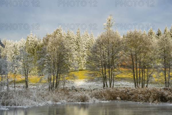 A frozen pont in a valley surrounded by a mixed forest with norway spruce (Picea abies) and