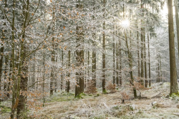 Mixed forest with norway spruce (Picea abies) and European beech (Fagus sylvatica) white from