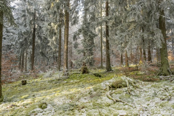 Mixed forest with norway spruce (Picea abies) and European beech (Fagus sylvatica) white from