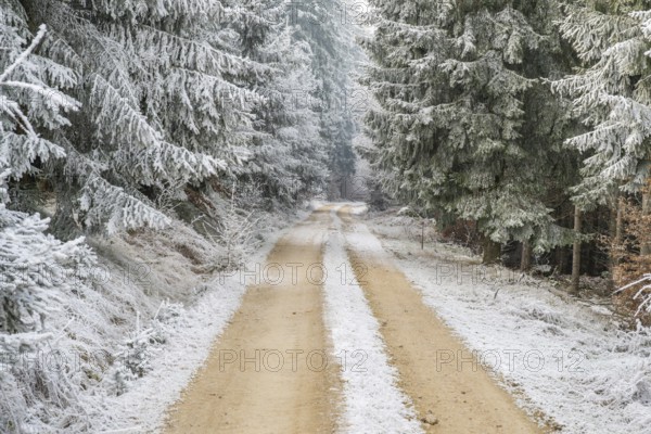 Forest road going through a mixed forest white from roarfrost on a sunny day in winter, Bavaria,