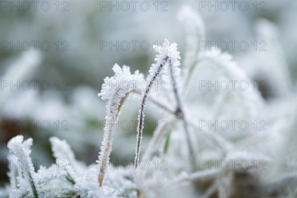 Ice crystals from roarfrost on grass blades in winter, Bavaria, Germany