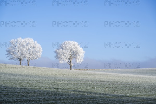 Silver lime trees (Tilia tomentosa) with hoarfrost on the branches standing on a meadow on a sunny