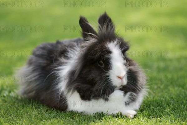 Lionhead rabbit (Oryctolagus cuniculus forma domestica) in a meadow, North Rhine-Westphalia,