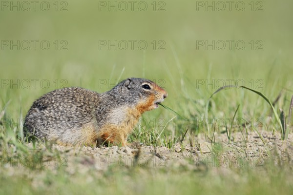 Columbia ground squirrel (Urocitellus columbianus, Spermophilus columbianus), Jasper National Park,