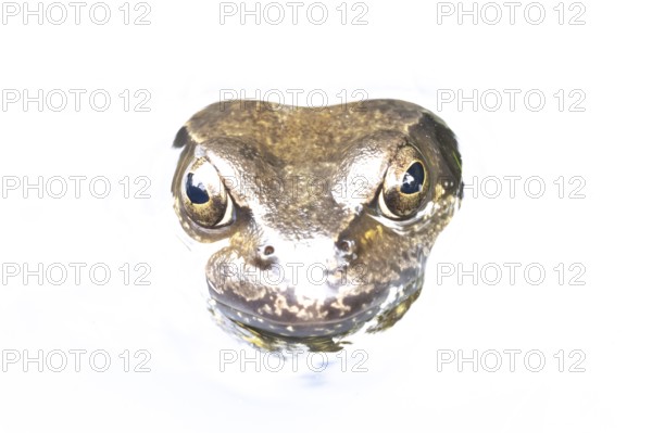 Common frog (Rana temporaria) adult amphibian on the water surface of a garden pond, England,
