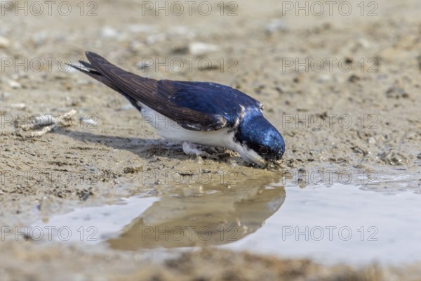 Common house martin, northern house martin (Delichon urbicum) collecting mud in beak from puddle