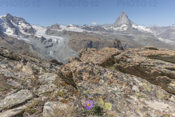 A solitary purple wildflower Aster des Alpes (Aster alpinus) rises from the rocky ground and