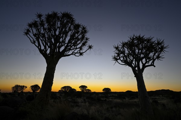 Quiver trees (Aloe dichotoma), blue hour, quiver tree forest near Keetmanshoop, Karas Region,