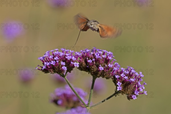 Butterfly, pigeon tail (Macroglossum stellatarum), also known as hummingbird butterfly or