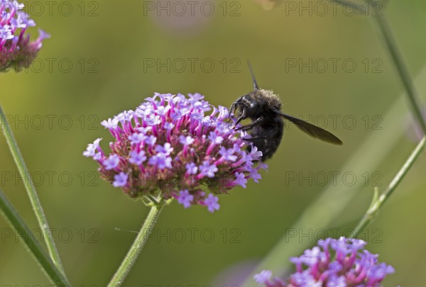 Wood bee (Xylocopa), Purpletop vervain (Verbena bonariensis), Burgstemmen, Nordstemmen, Lower