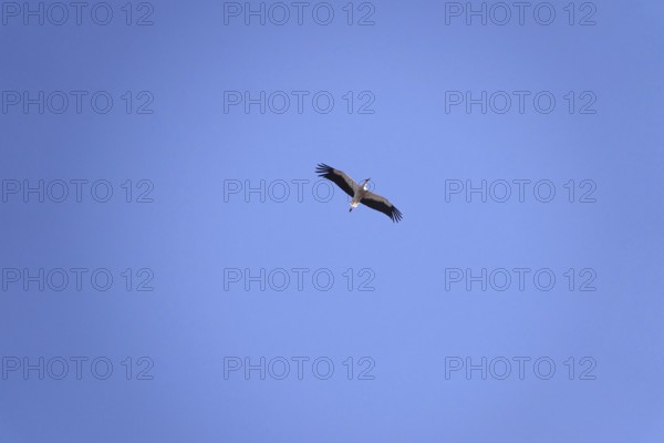 White stork, summer, Germany