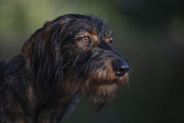 Rough-haired dachshund (Canis lupus familiaris) male, 4 years, animal portrait, attentive,