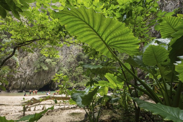 Sandy beach beach with cave in the rainforest, Emerald Cave, Koh Mook, Trang Province, Southern
