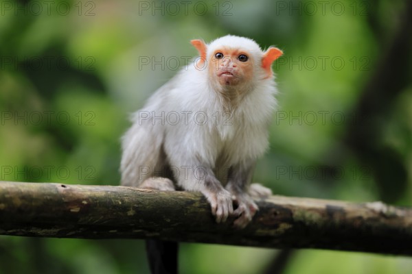 Silver marmoset (Mico argentatus, Syn.: Callithrix argentata), silver marmoset, adult, sitting on