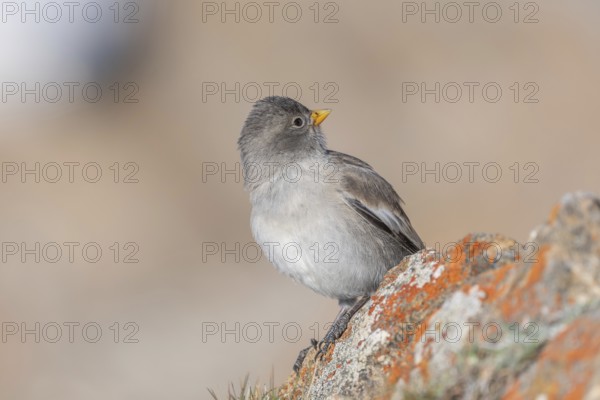 A young white snowfinch (Montifringilla nivalis) with grey feathers and a bright orange beak sits