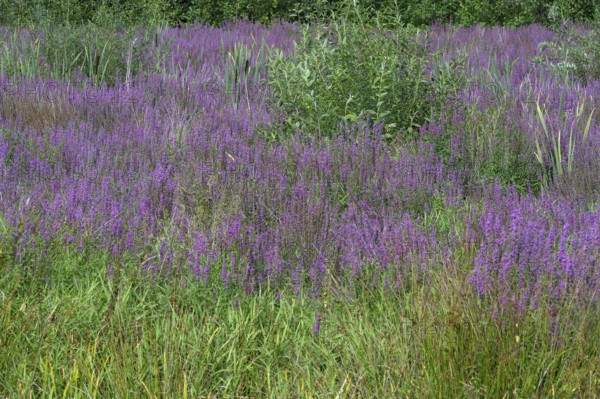 Purple loosestrife (Lythrum salicaria) in a dry carp pond, Eckental, Middle Franconia, Bavaria,