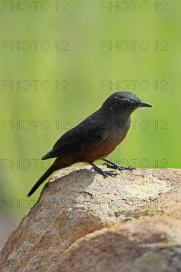 Red-bellied Wheatear (Thamnolaea cinnamomeiventris), adult, female, on the ground, foraging,