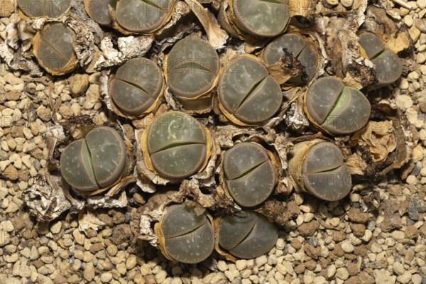 Lithops olivacea, Living Stones, Hottentot Butt, Stellenbosch Botanical Garden, Western Cape, South
