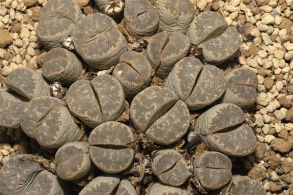 Lithops marmorata, Living Stones, Hottentot Butt, Stellenbosch Botanical Garden, Western Cape,