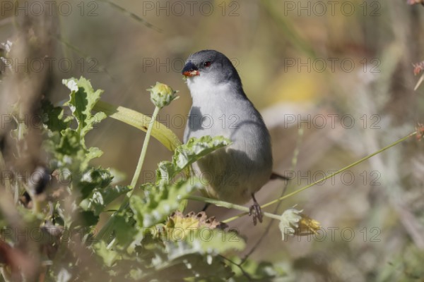 Green Astrild (Coccopygia melanotis), adult, female, on shrub, feeding, seeds, Kirstenbosch