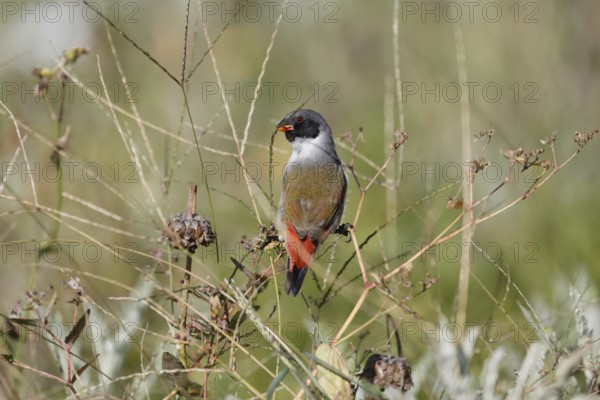 Green Astrild (Coccopygia melanotis), adult, male, on shrub, foraging, Kirstenbosch Botanical