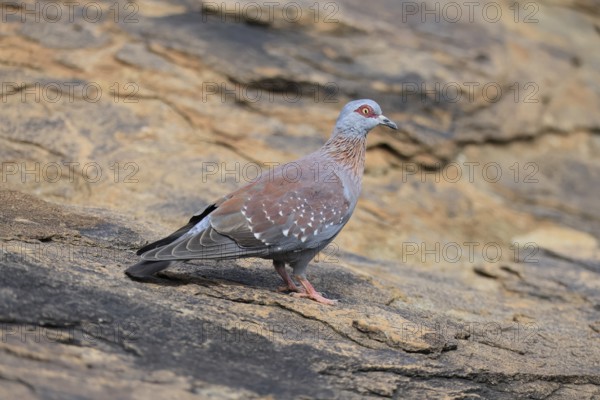 Guinea Pigeon (Columba guinea), Streak-necked Pigeon, adult, on the ground, foraging, Mountain