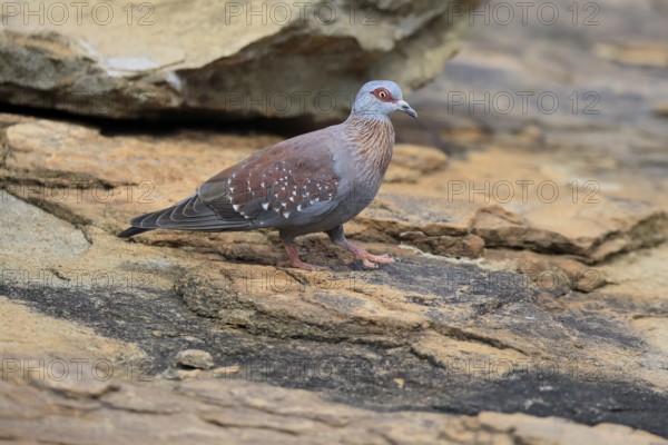 Guinea Pigeon (Columba guinea), Streak-necked Pigeon, adult, on ground, walking, foraging, Mountain