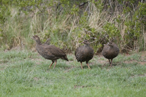 Cape Francolin (Pternistis capensis), adult, group, running, foraging, Karoo Desert Botanic Garden,