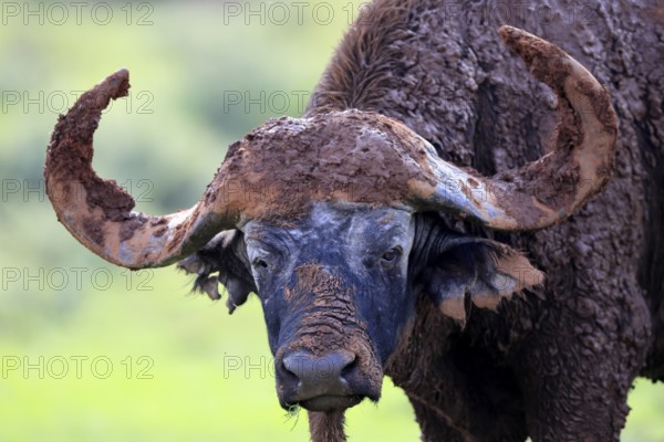 Cape buffalo (Syncerus caffer), adult, portrait, after mud bath, Mokala National Park, Northern