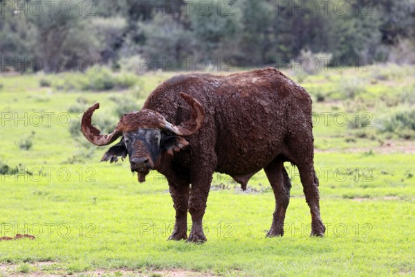 Cape buffalo (Syncerus caffer), adult, foraging, after mud bath, Mokala National Park, Northern