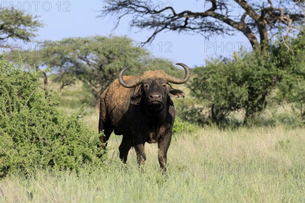 Cape buffalo (Syncerus caffer), adult, foraging, Mokala National Park, Northern Cape, South Africa