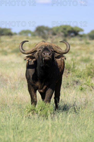Cape buffalo (Syncerus caffer), adult, foraging, feeding, Mokala National Park, Northern Cape,