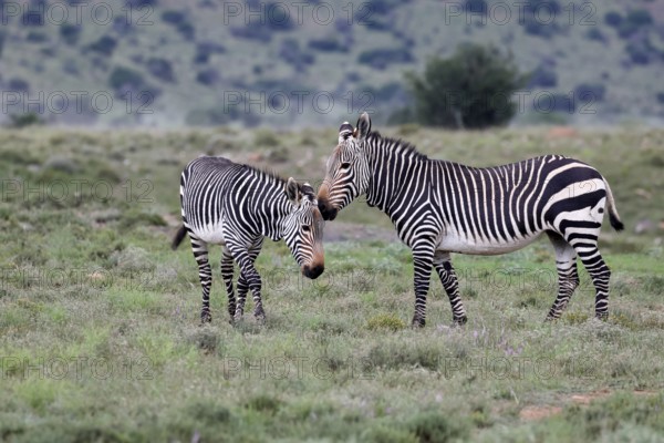Cape Mountain Zebra (Equus zebra), adult, two, social behaviour, Mountain Zebra National Park,