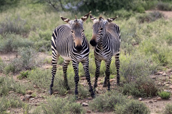 Cape Mountain Zebra (Equus zebra), half-grown young, two, alert, Mountain Zebra National Park,