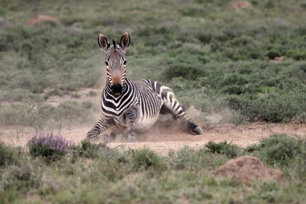 Cape Mountain Zebra (Equus zebra), adult, sand bath, Mountain Zebra National Park, Eastern Cape,