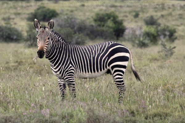 Cape Mountain Zebra (Equus zebra), adult, alert, feeding, Mountain Zebra National Park, Eastern