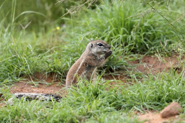 Cape bristle-thighed squirrel (Xerus inauris), adult, standing upright, feeding, Mountain Zebra