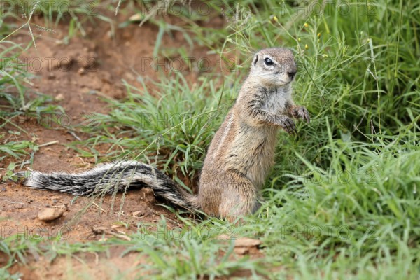 Cape bristle-necked squirrel (Xerus inauris), adult, alert, standing upright, foraging, Mountain